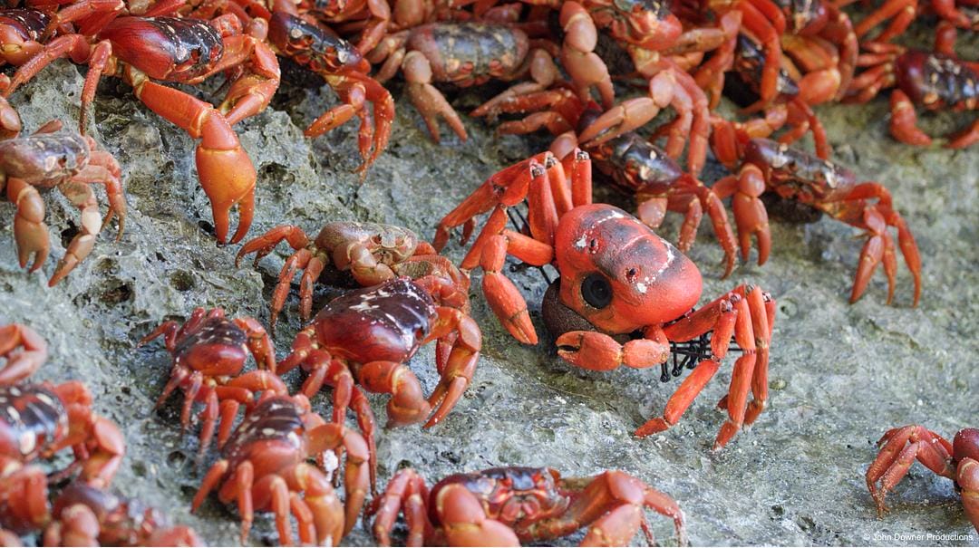 荒野间谍 第二季 Spy in the Wild Season 2