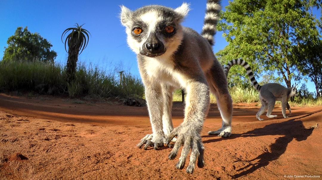 荒野间谍 第二季 Spy in the Wild Season 2