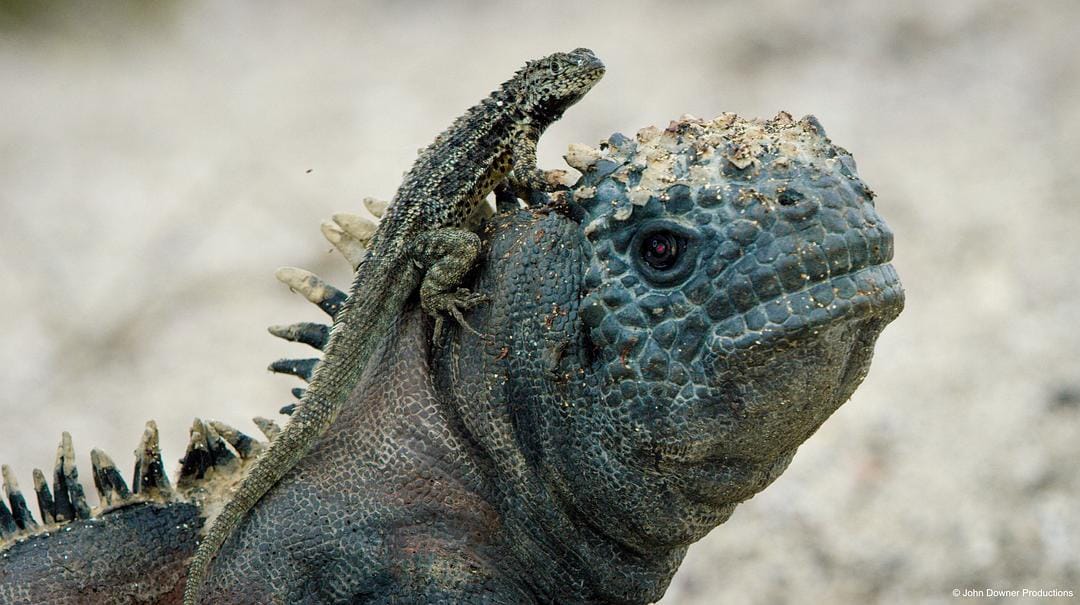 荒野间谍 第二季 Spy in the Wild Season 2