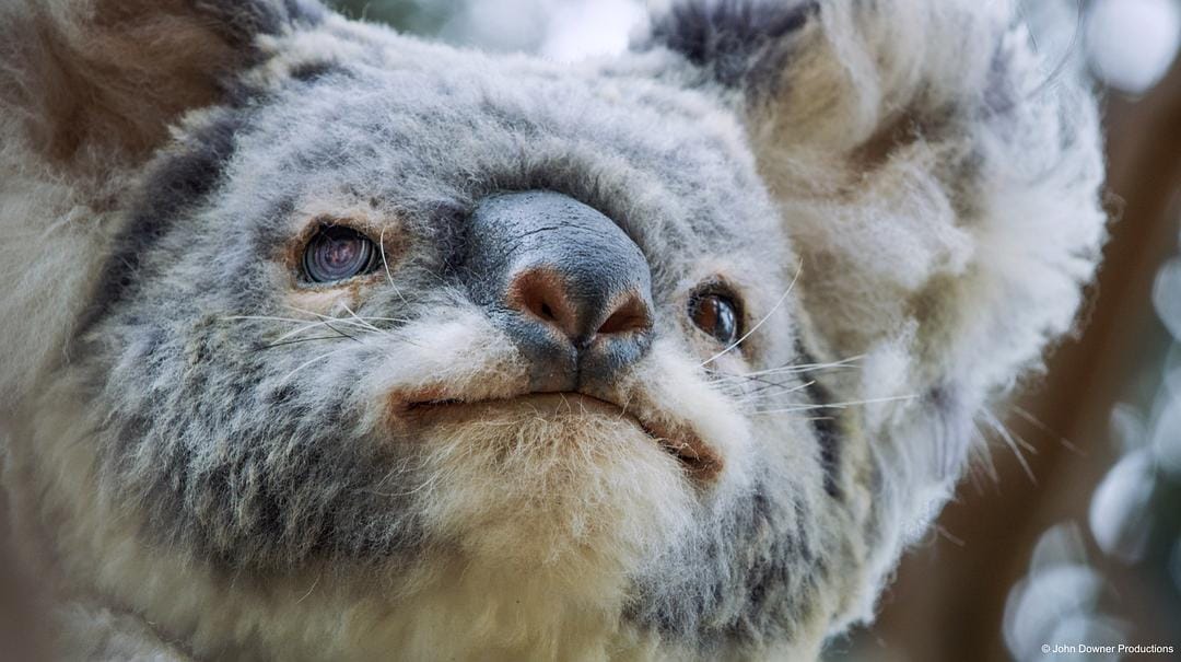 荒野间谍 第二季 Spy in the Wild Season 2