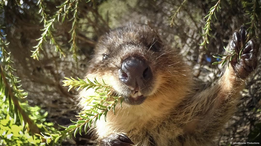 荒野间谍 第二季 Spy in the Wild Season 2