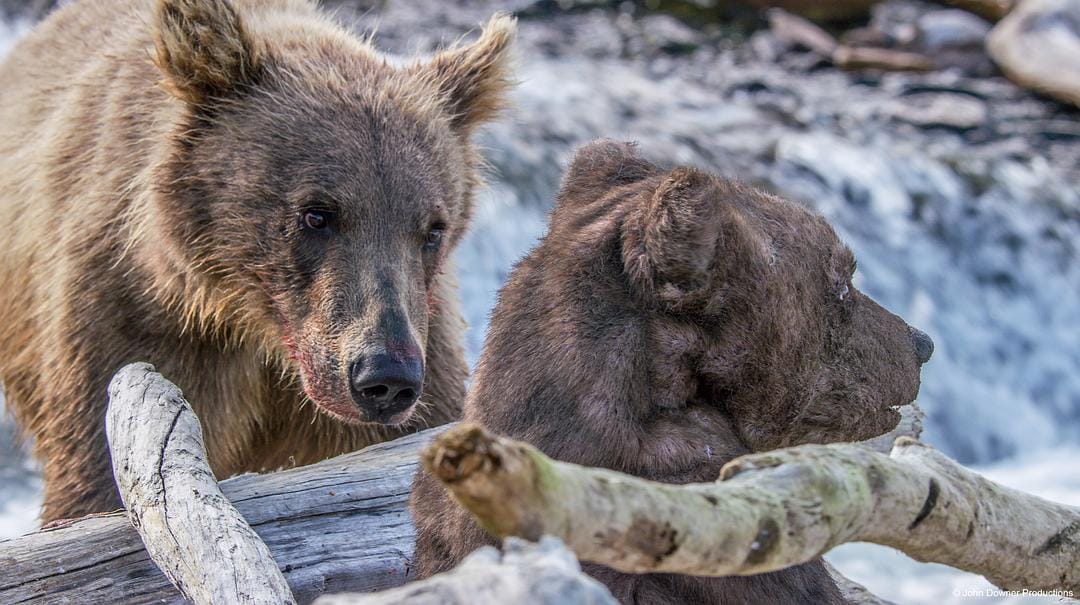 荒野间谍 第二季 Spy in the Wild Season 2