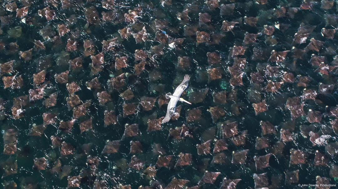 荒野间谍 第二季 Spy in the Wild Season 2