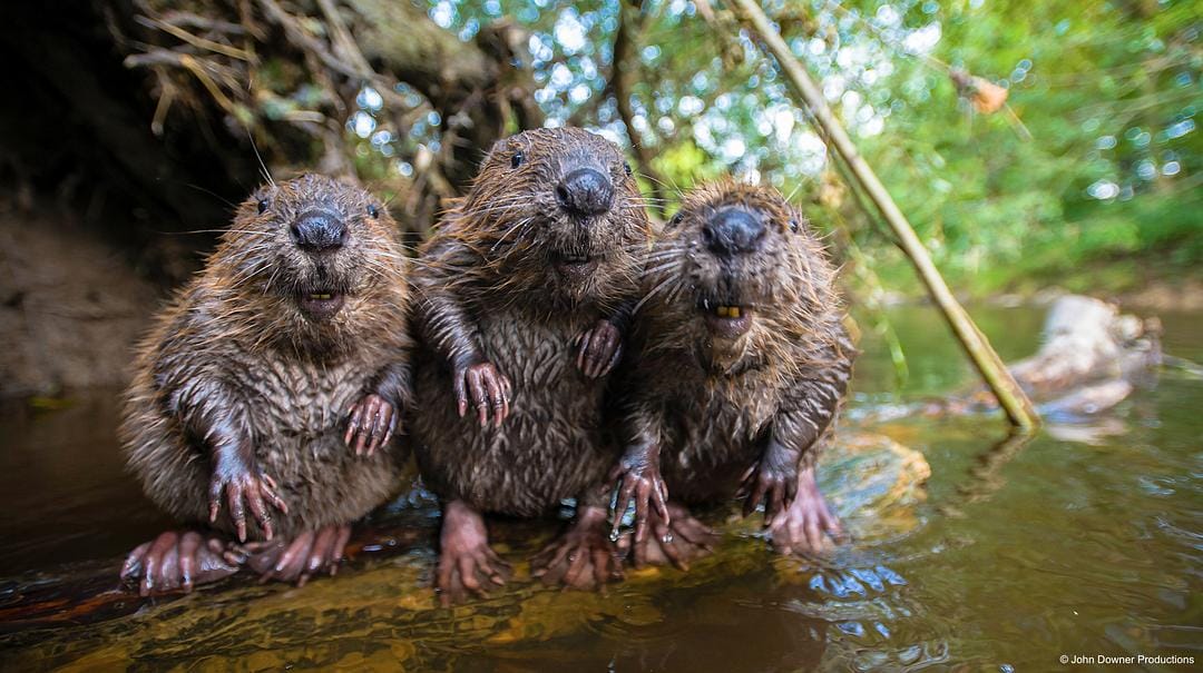 荒野间谍 第二季 Spy in the Wild Season 2