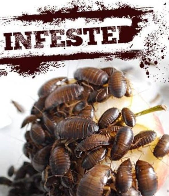 害虫入侵！Infested!