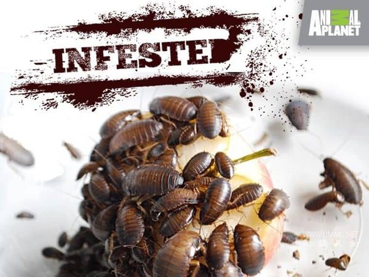害虫入侵！Infested!