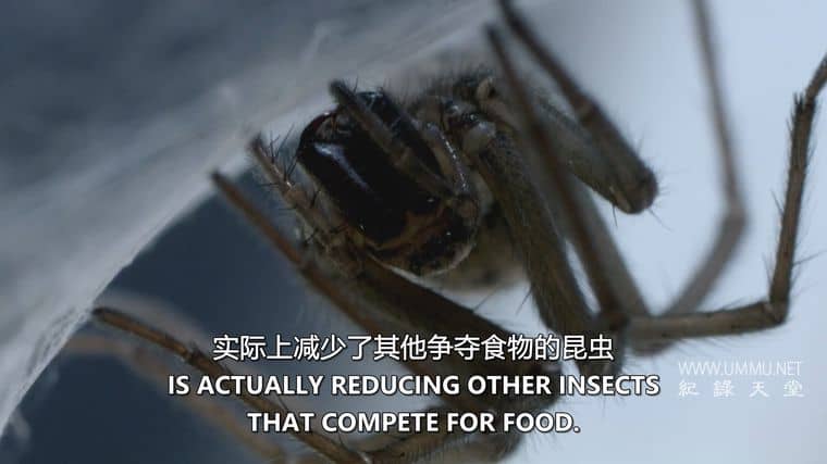 害虫入侵！Infested!