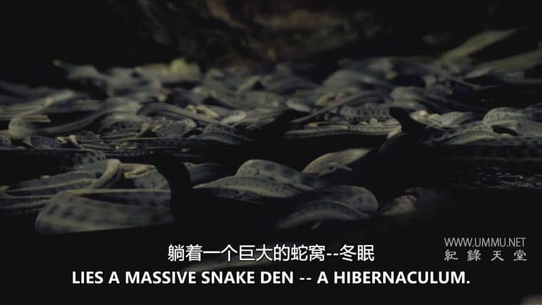 害虫入侵！Infested!