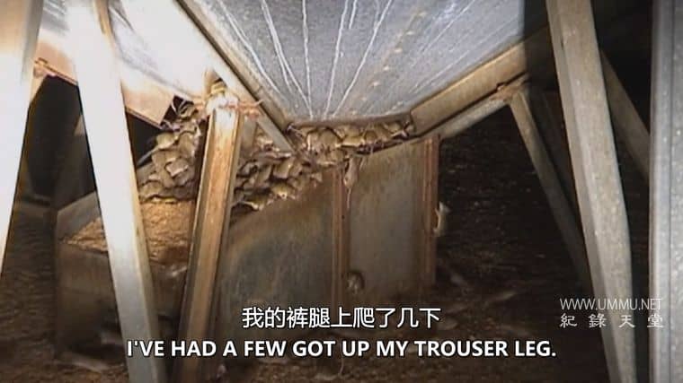 害虫入侵！Infested!