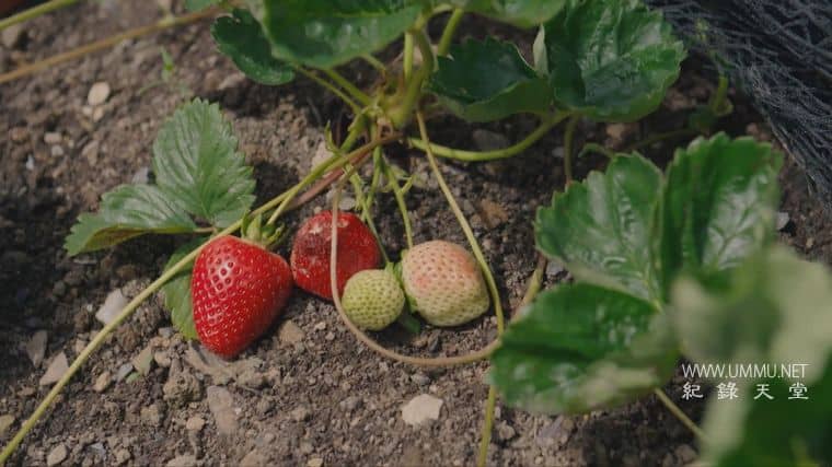 种植、烹饪、食用 Grow, Cook, Eat