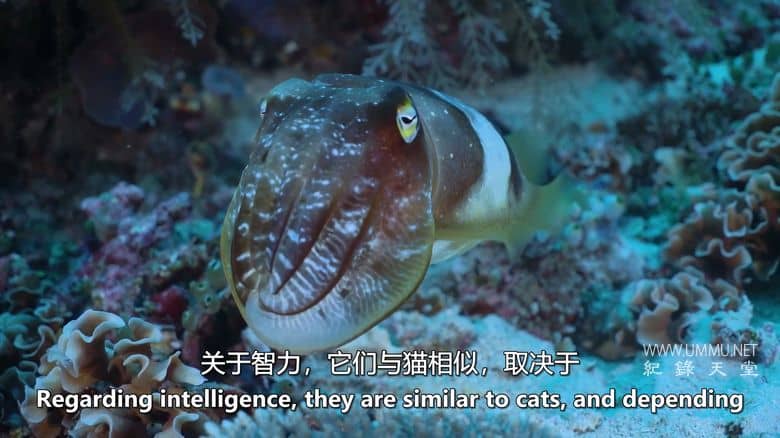 如果地球上没有陆地 If There Was No Land On Earth