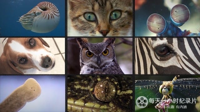 动物视界 What Animals See