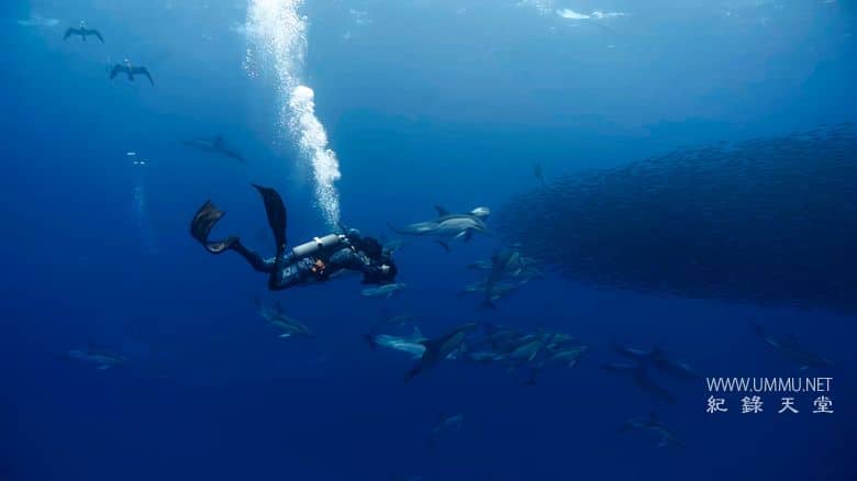 摄影师贝尔蒂与海豚零距离 Dolphins Up Close with Bertie Gregory