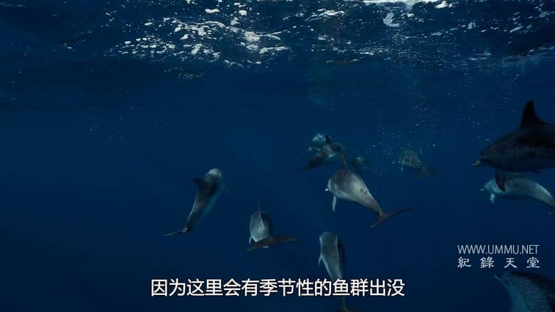 摄影师贝尔蒂与海豚零距离 Dolphins Up Close with Bertie Gregory