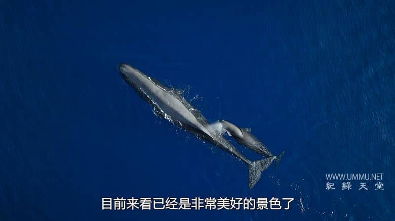 摄影师贝尔蒂与海豚零距离 Dolphins Up Close with Bertie Gregory