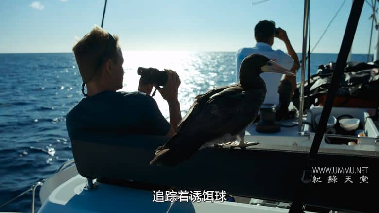 摄影师贝尔蒂与海豚零距离 Dolphins Up Close with Bertie Gregory