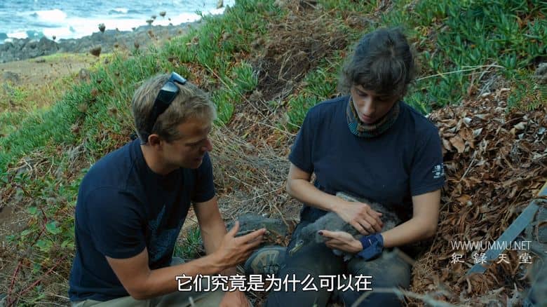 摄影师贝尔蒂与海豚零距离 Dolphins Up Close with Bertie Gregory