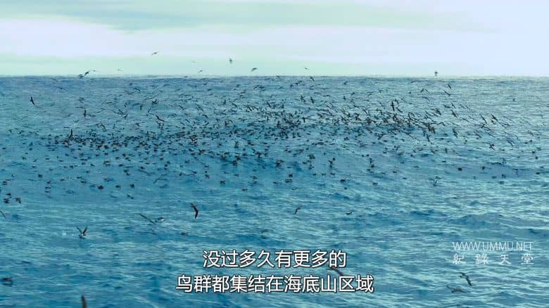 摄影师贝尔蒂与海豚零距离 Dolphins Up Close with Bertie Gregory