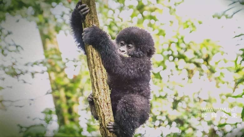 逃离灭绝 Escape from Extinction