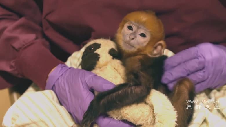 逃离灭绝 Escape from Extinction