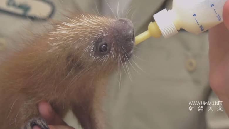 逃离灭绝 Escape from Extinction