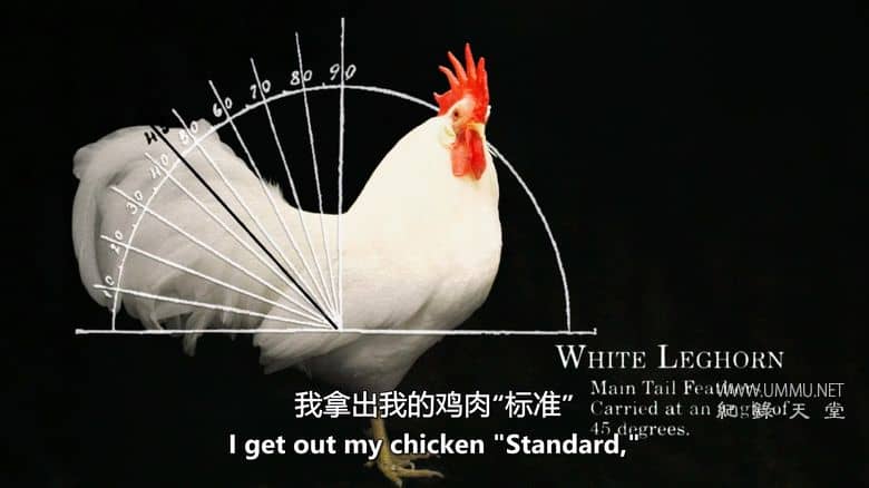 养鸡人 Chicken People