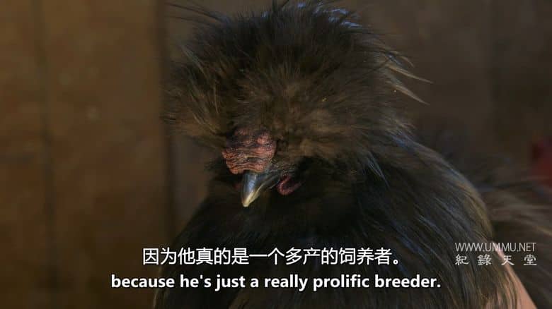 养鸡人 Chicken People