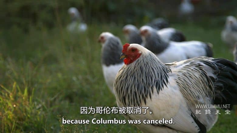 养鸡人 Chicken People