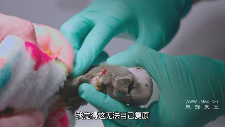 德州动物医生席伦 Dr. T, Lone Star Vet