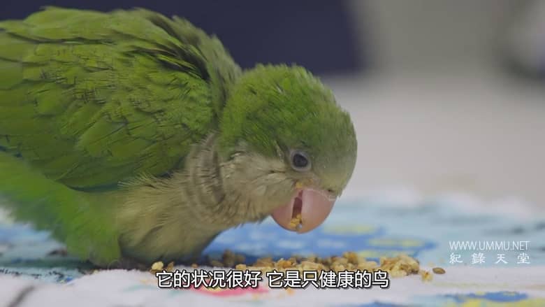 德州动物医生席伦 Dr. T, Lone Star Vet