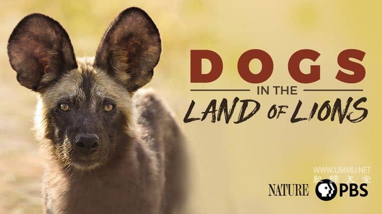 群狗逐狮 Dogs in the Land of Lions