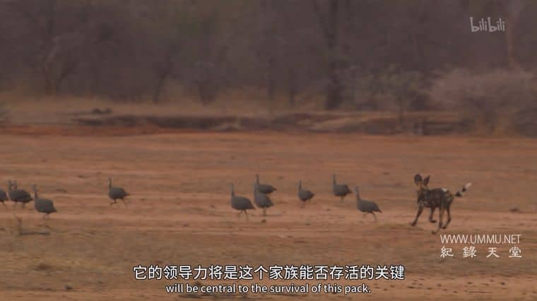 群狗逐狮 Dogs in the Land of Lions