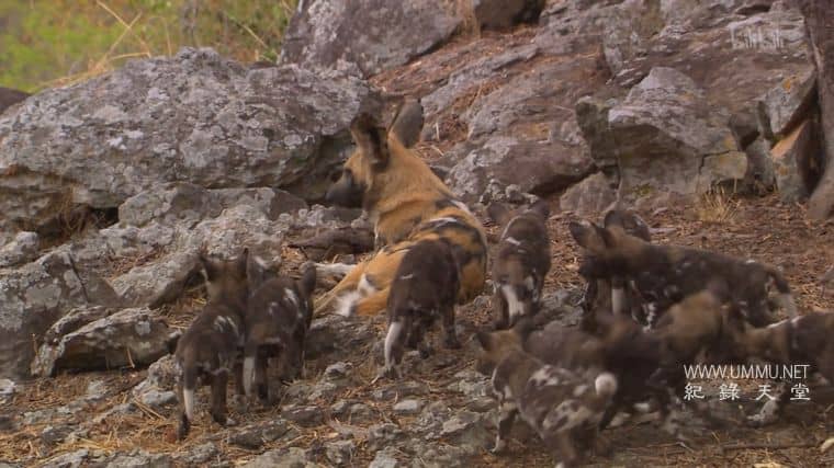 群狗逐狮 Dogs in the Land of Lions