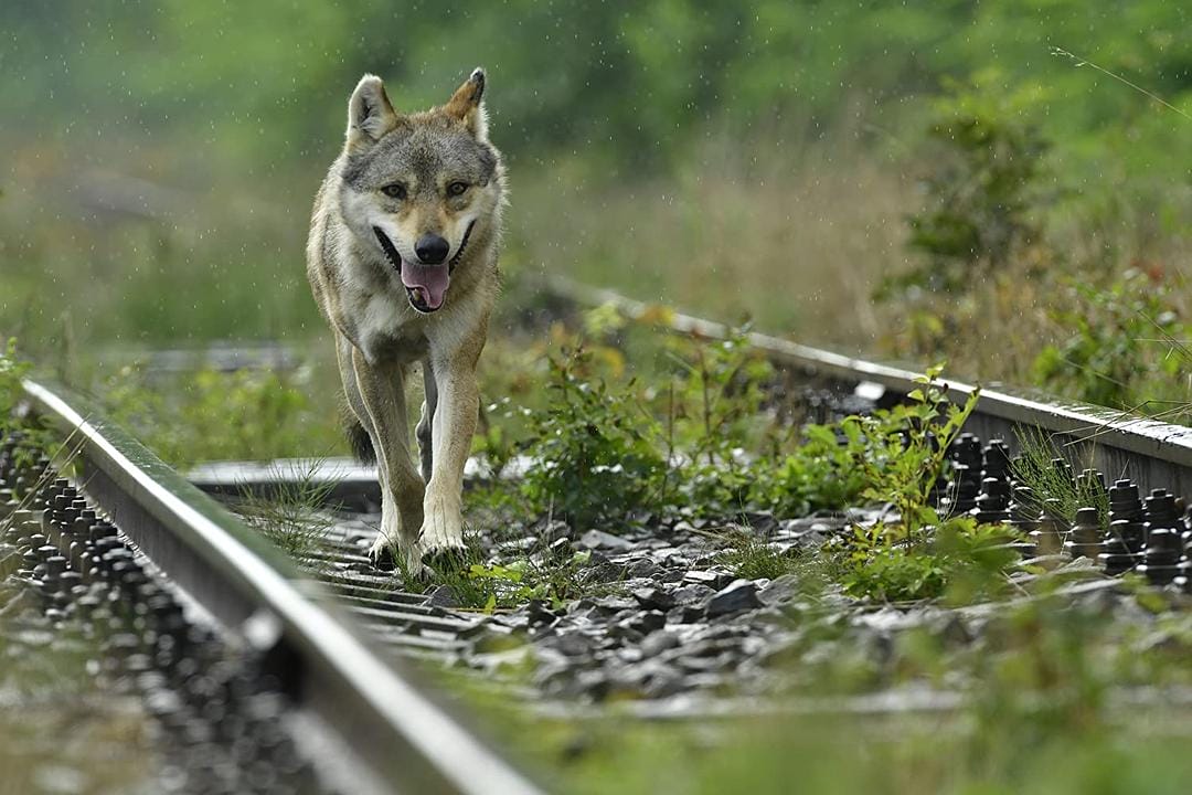 狼之旅 L’Odyssée du Loup
