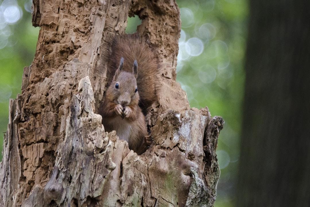 地球四季 Les saisons