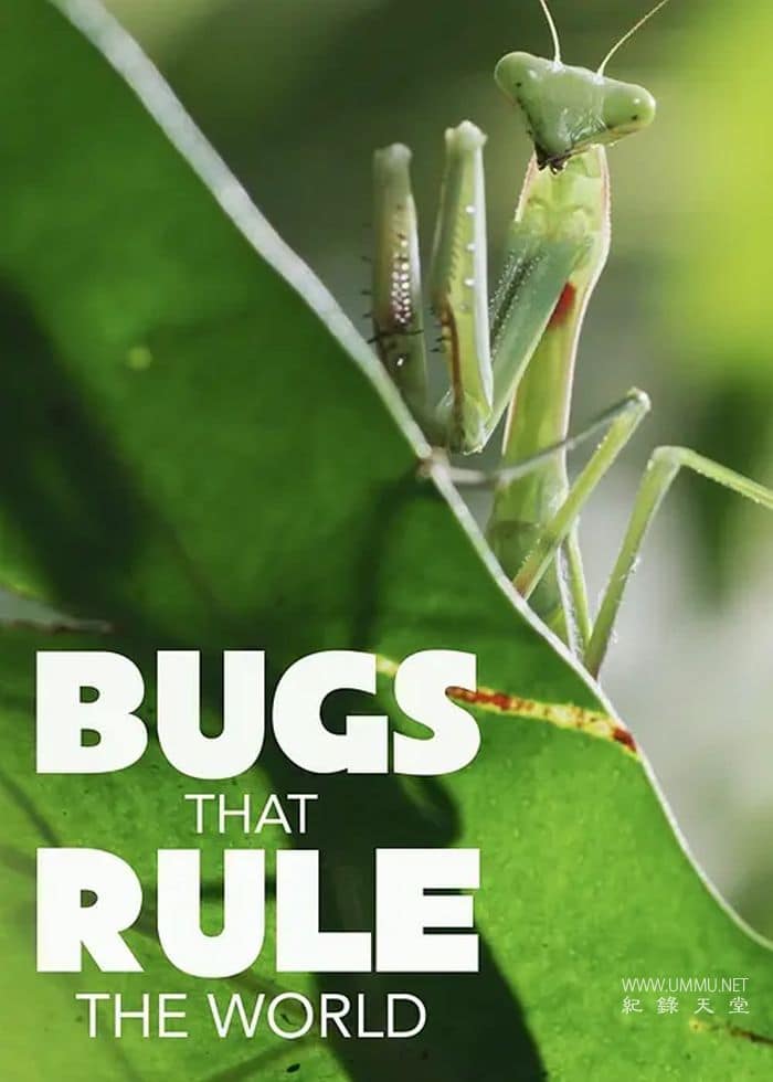 虫临天下 Bugs That Rule the World