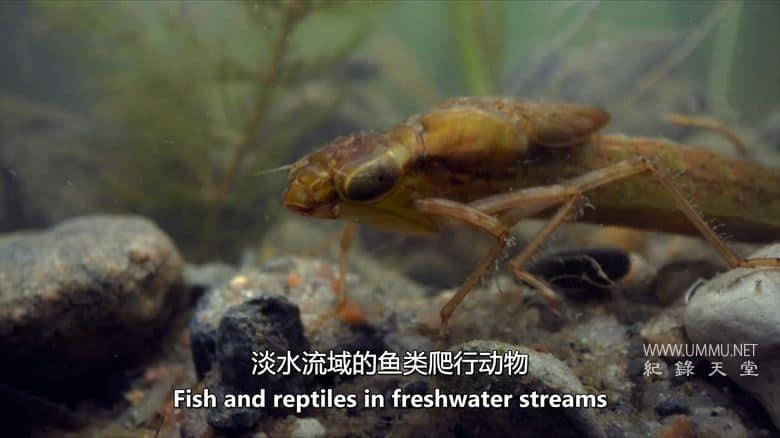 虫临天下 Bugs That Rule the World