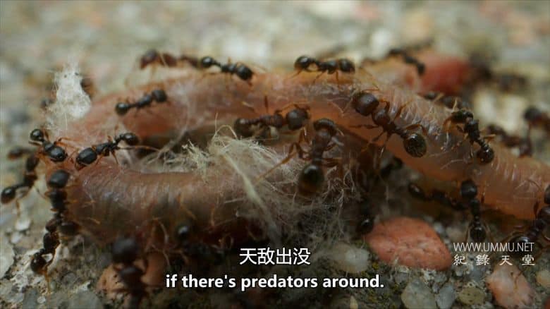 虫临天下 Bugs That Rule the World