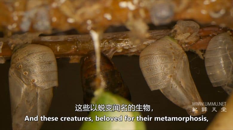 虫临天下 Bugs That Rule the World