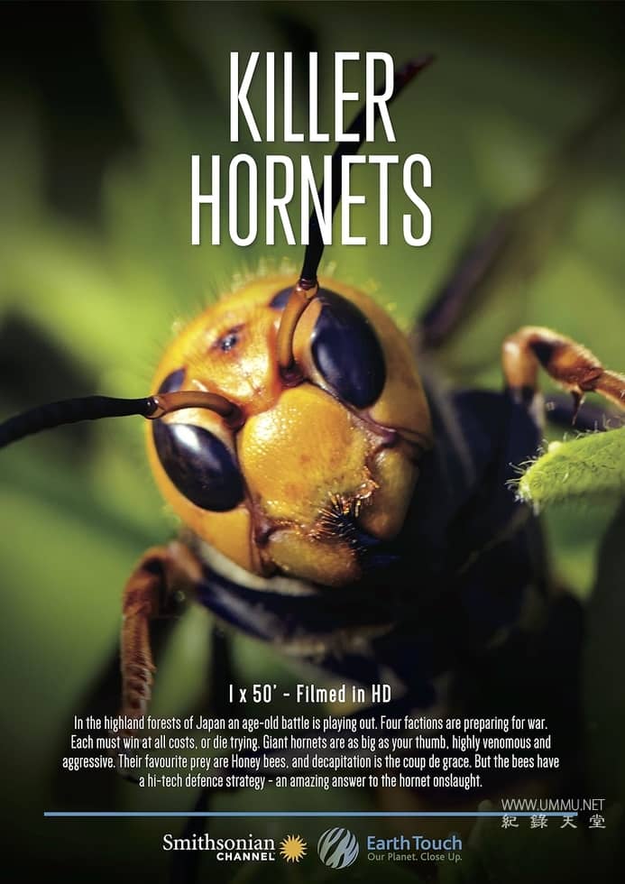 大黄蜂杀手 The Killer Hornets