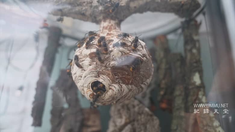 大黄蜂杀手 The Killer Hornets