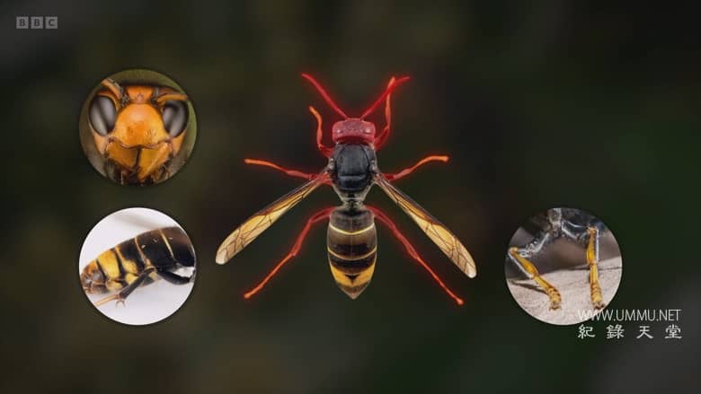 大黄蜂杀手 The Killer Hornets