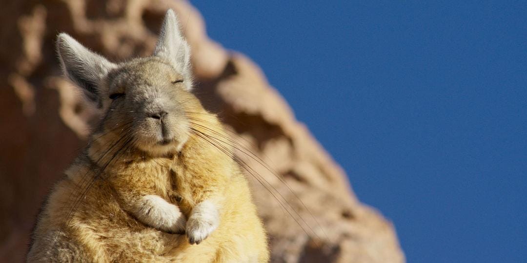 地球脉动 第二季 Planet Earth Season 2