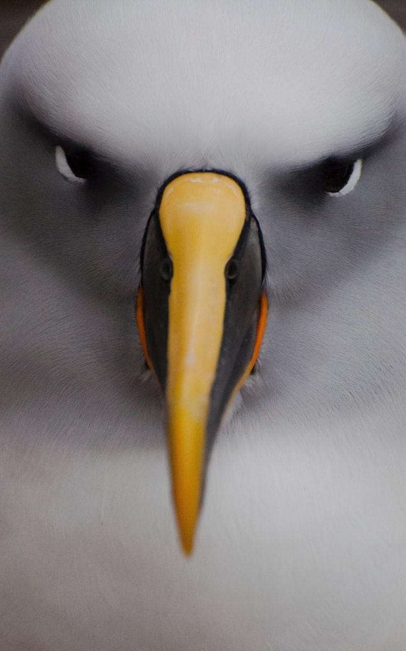 地球脉动 第二季 Planet Earth Season 2