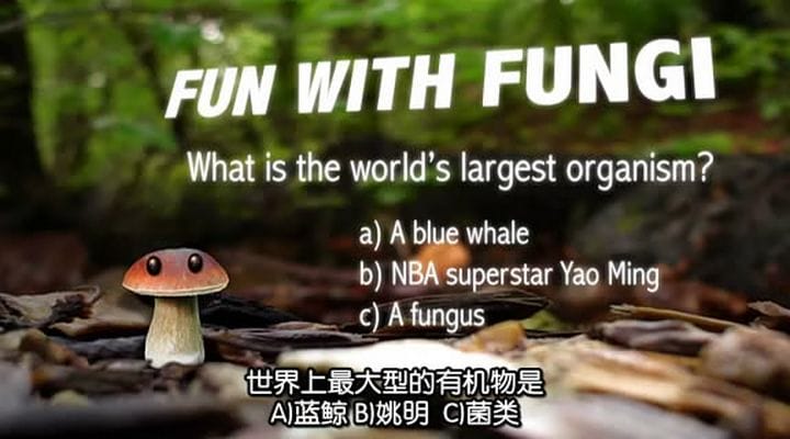 了解你的蘑菇 Know Your Mushrooms