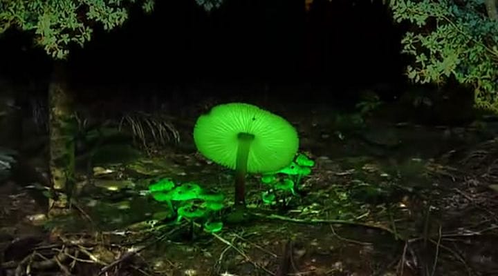 了解你的蘑菇 Know Your Mushrooms