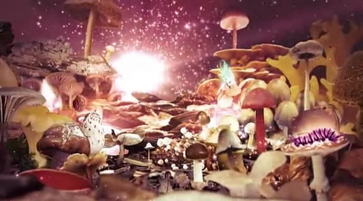 了解你的蘑菇 Know Your Mushrooms