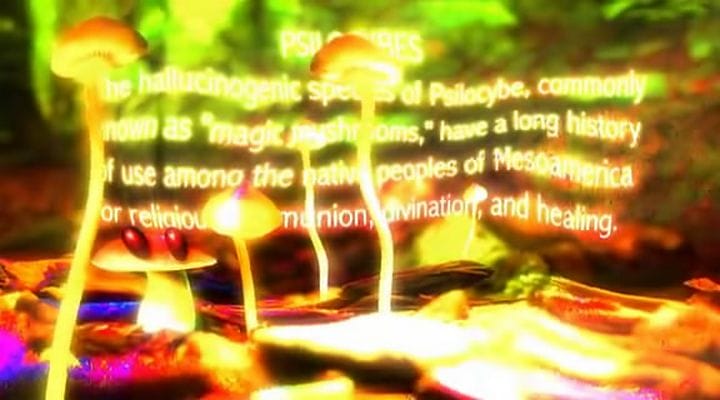 了解你的蘑菇 Know Your Mushrooms