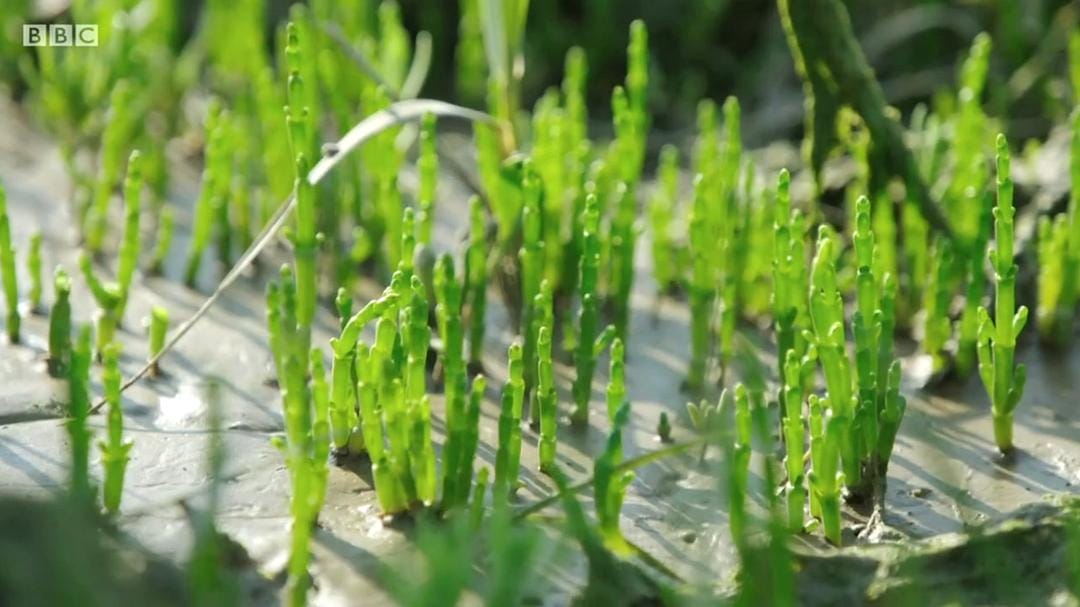 里克·斯坦的秘密法国 Rick Stein's Secret France