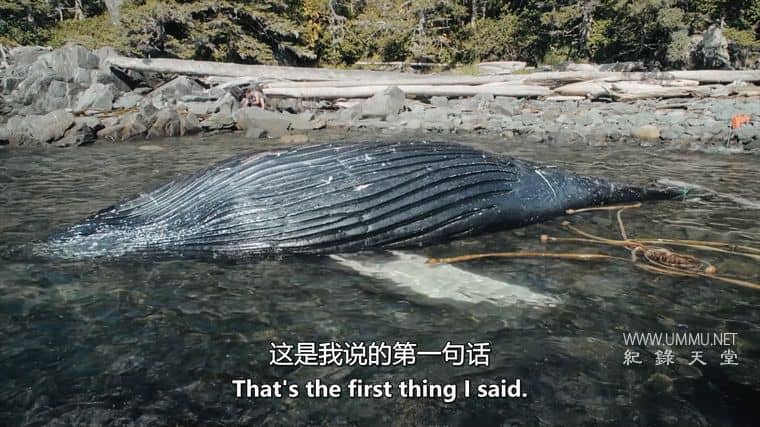 鲸鱼和乌鸦 The Whale and the Raven